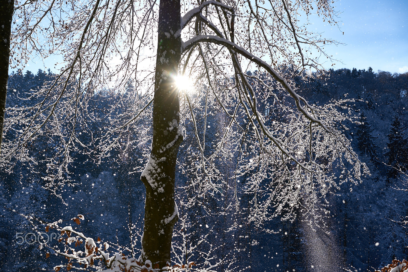 Sony a7R II sample photo. Beech with white frost photography