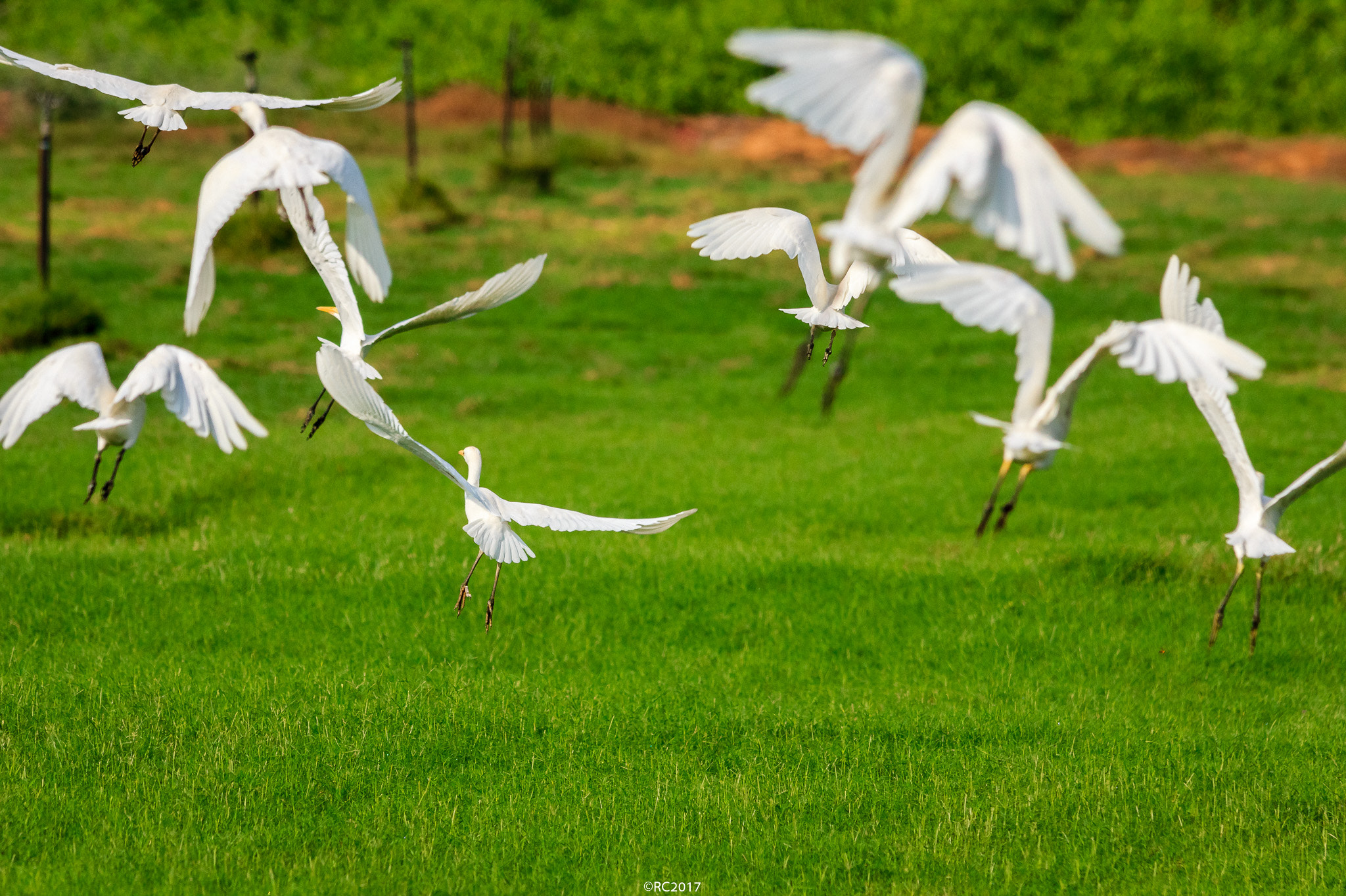 Sigma 150-500mm F5-6.3 DG OS HSM sample photo. White photography