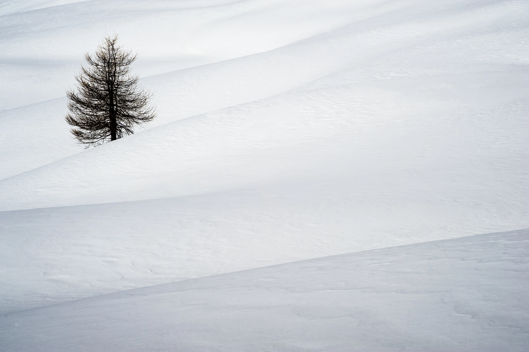 Nikon D700 sample photo. Alone between snow dune photography