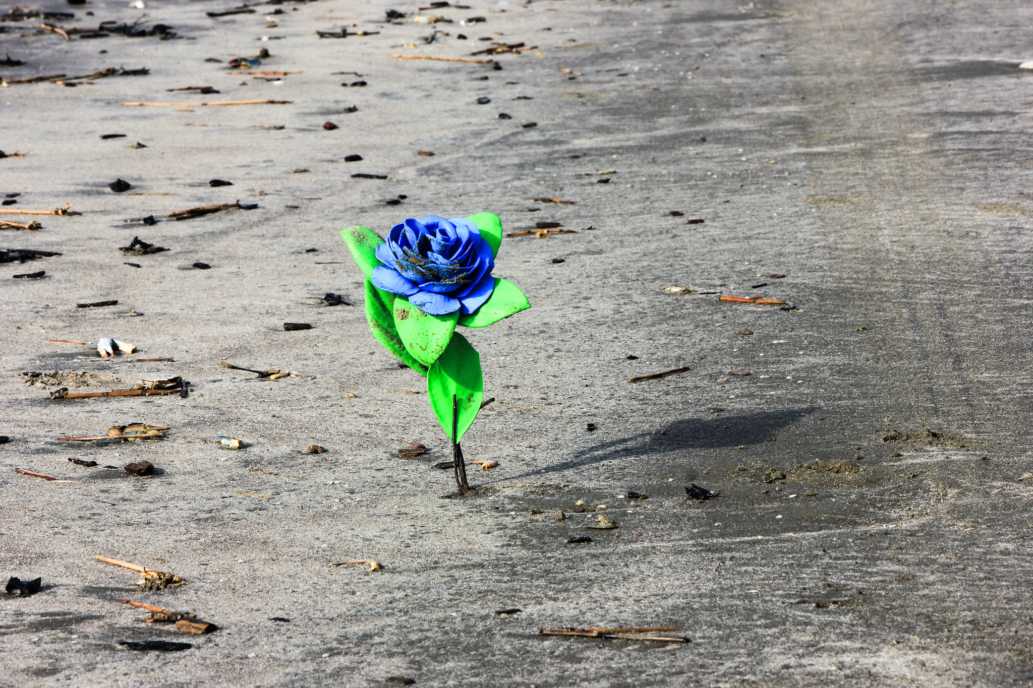 Canon EOS 550D (EOS Rebel T2i / EOS Kiss X4) + EF75-300mm f/4-5.6 sample photo. Uma flor no nada photography