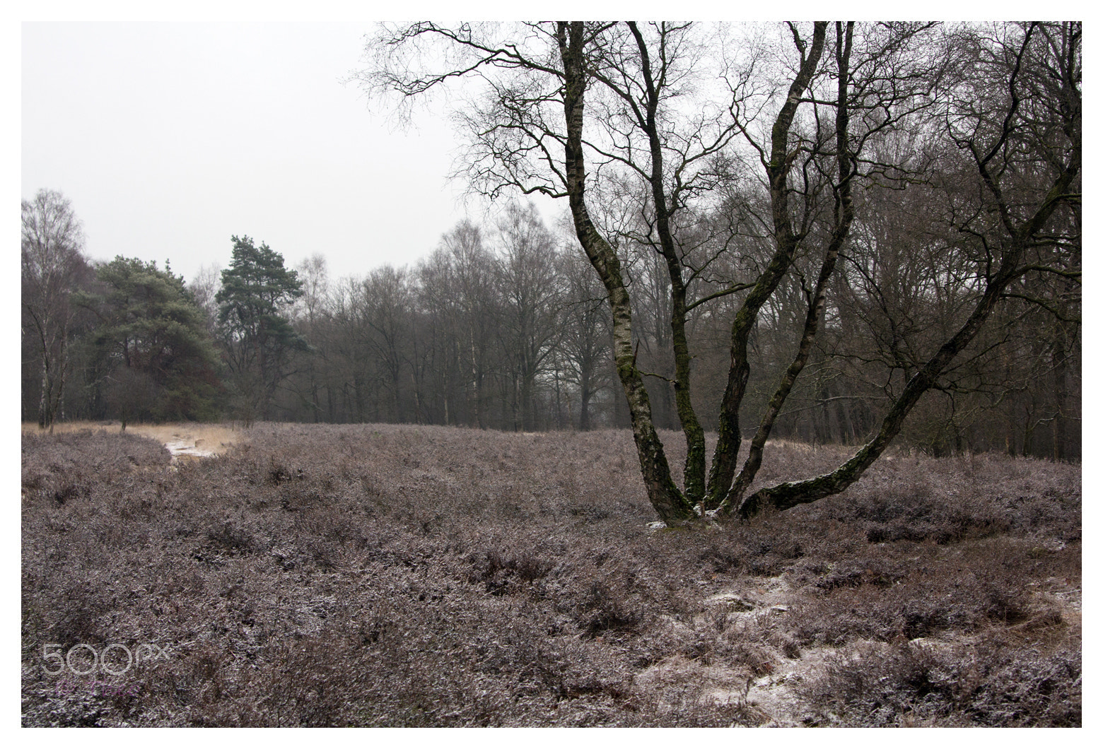 Canon EOS 60D sample photo. Birch and heather photography