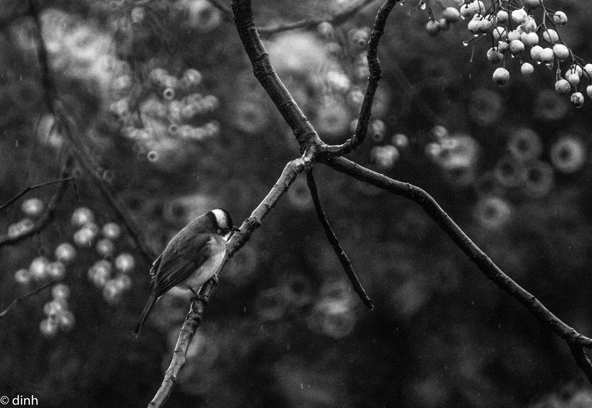 Nikon AF-Nikkor 80-200mm F2.8D ED sample photo. Cold photography
