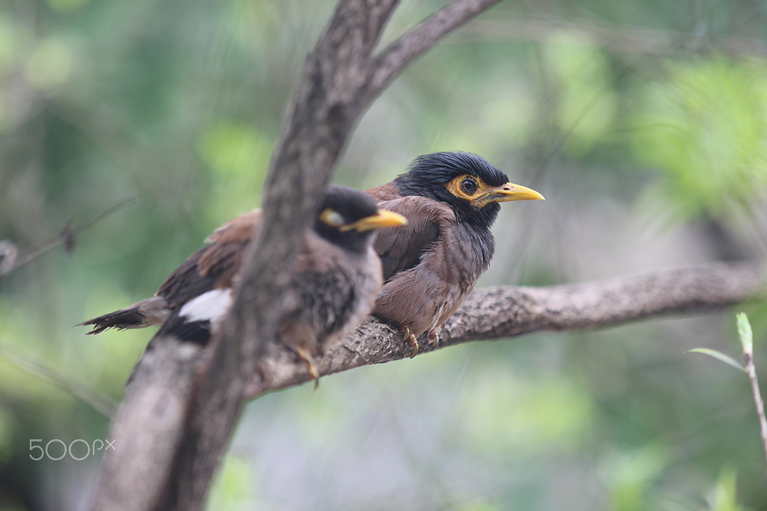 Canon EOS 650D (EOS Rebel T4i / EOS Kiss X6i) sample photo. Love bird photography