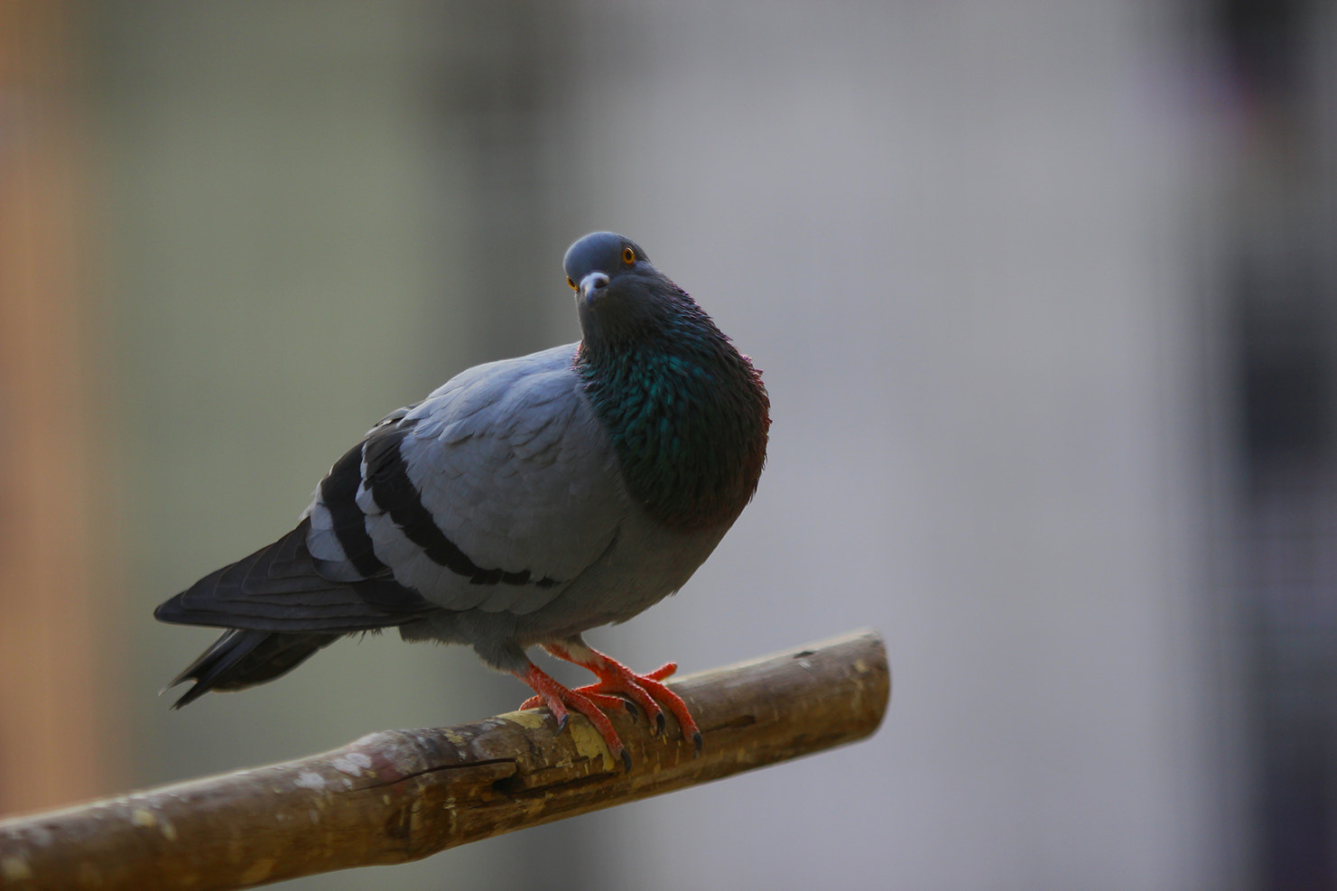 Canon EOS 650D (EOS Rebel T4i / EOS Kiss X6i) sample photo. Img photography