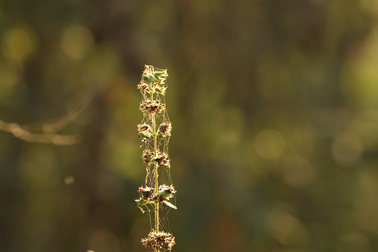 Canon EOS 650D (EOS Rebel T4i / EOS Kiss X6i) sample photo. Img photography