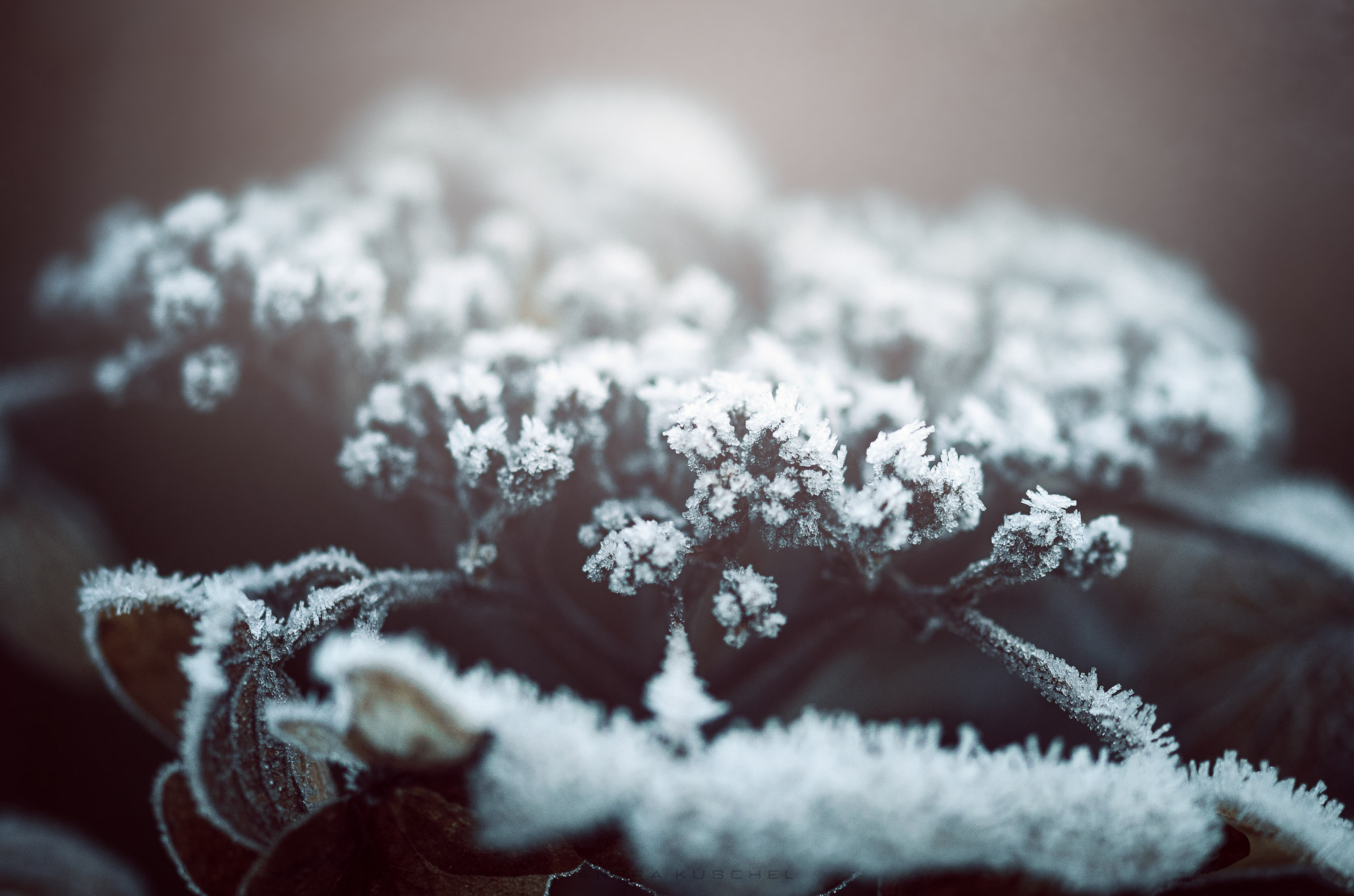 Sigma 105mm F2.8 EX DG OS HSM sample photo. Hortensie photography