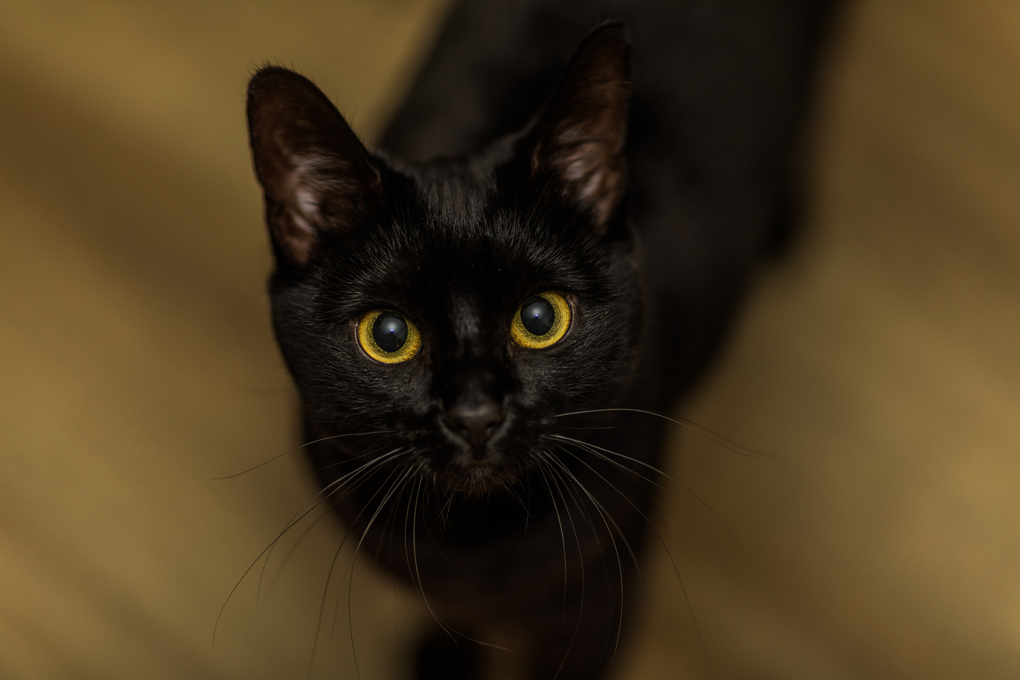 Canon EOS 5D Mark IV + Canon EF 135mm F2L USM sample photo. Polly photography