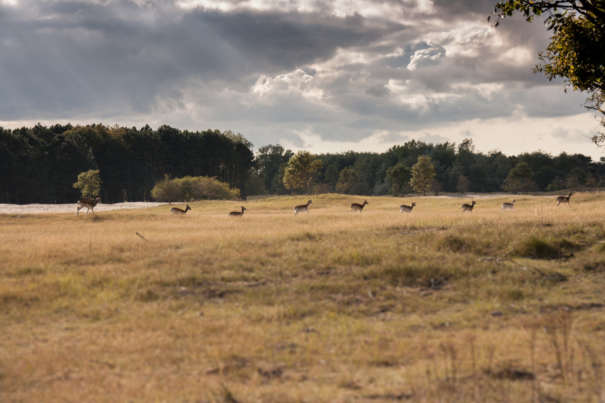 Sigma 18-200mm f/3.5-6.3 DC OS sample photo. Follow the fallow photography