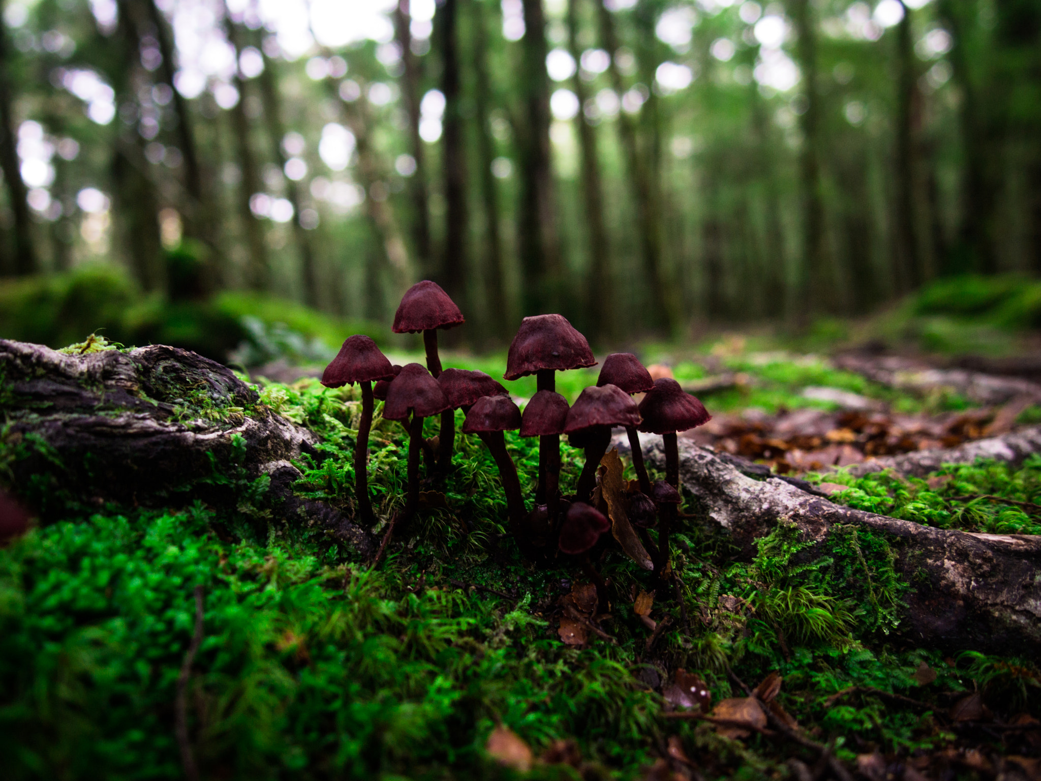 Olympus PEN E-PL3 + Olympus M.Zuiko Digital 14-42mm F3.5-5.6 II sample photo. Mushrooms photography