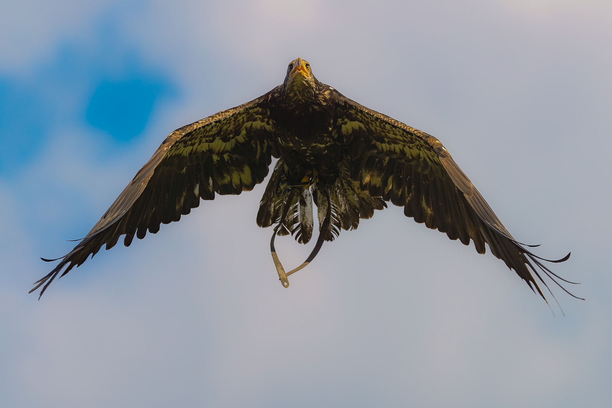 Canon EOS-1D X Mark II + Canon EF 200mm F2L IS USM sample photo. Flying eagle photography