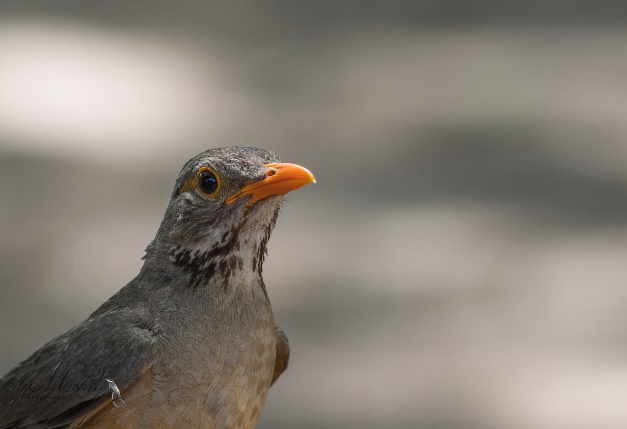 Canon EF 300mm F4L IS USM sample photo. Merle kurrichane photography
