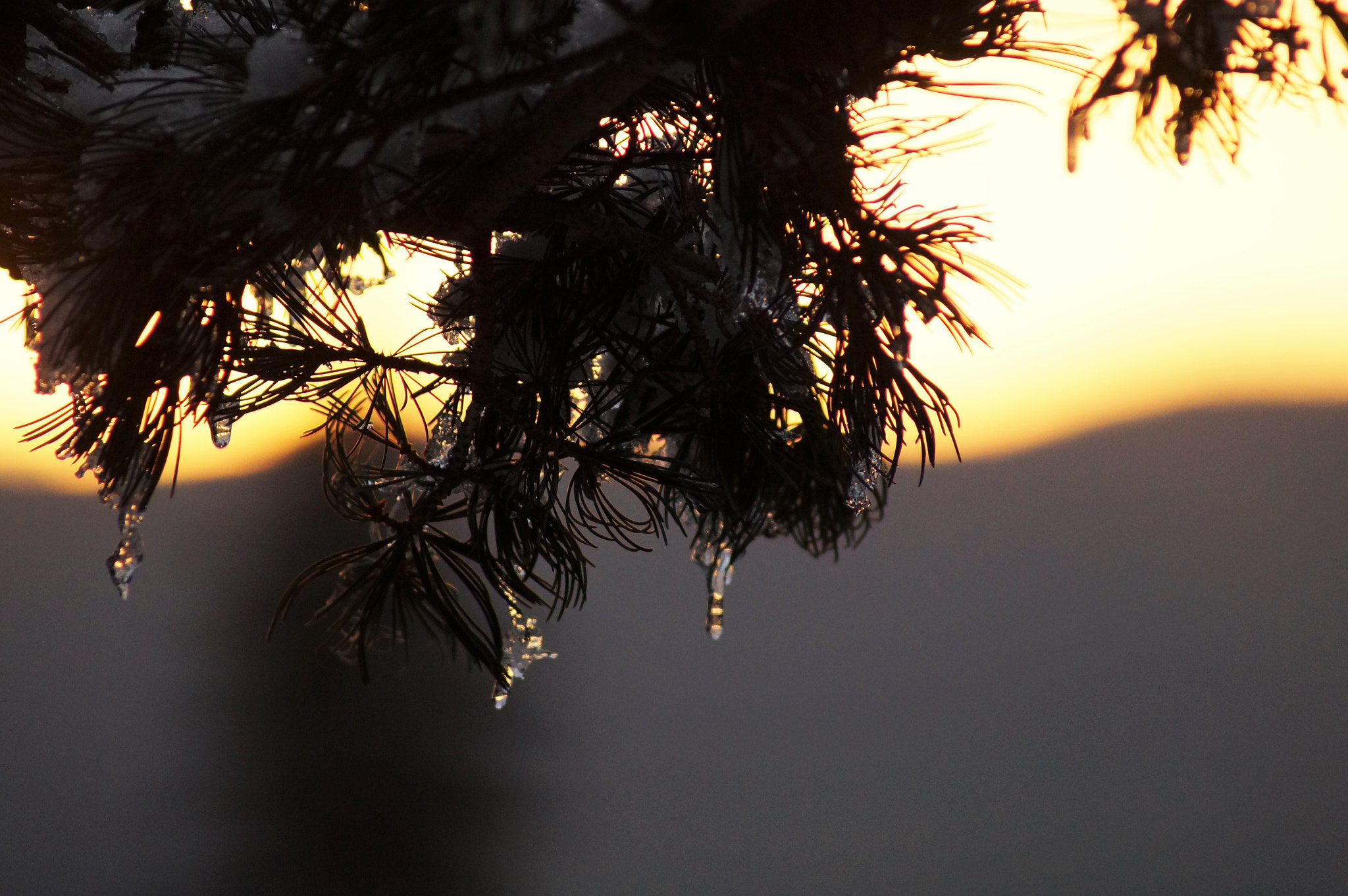 Sony 75-300mm F4.5-5.6 sample photo. Dsc photography