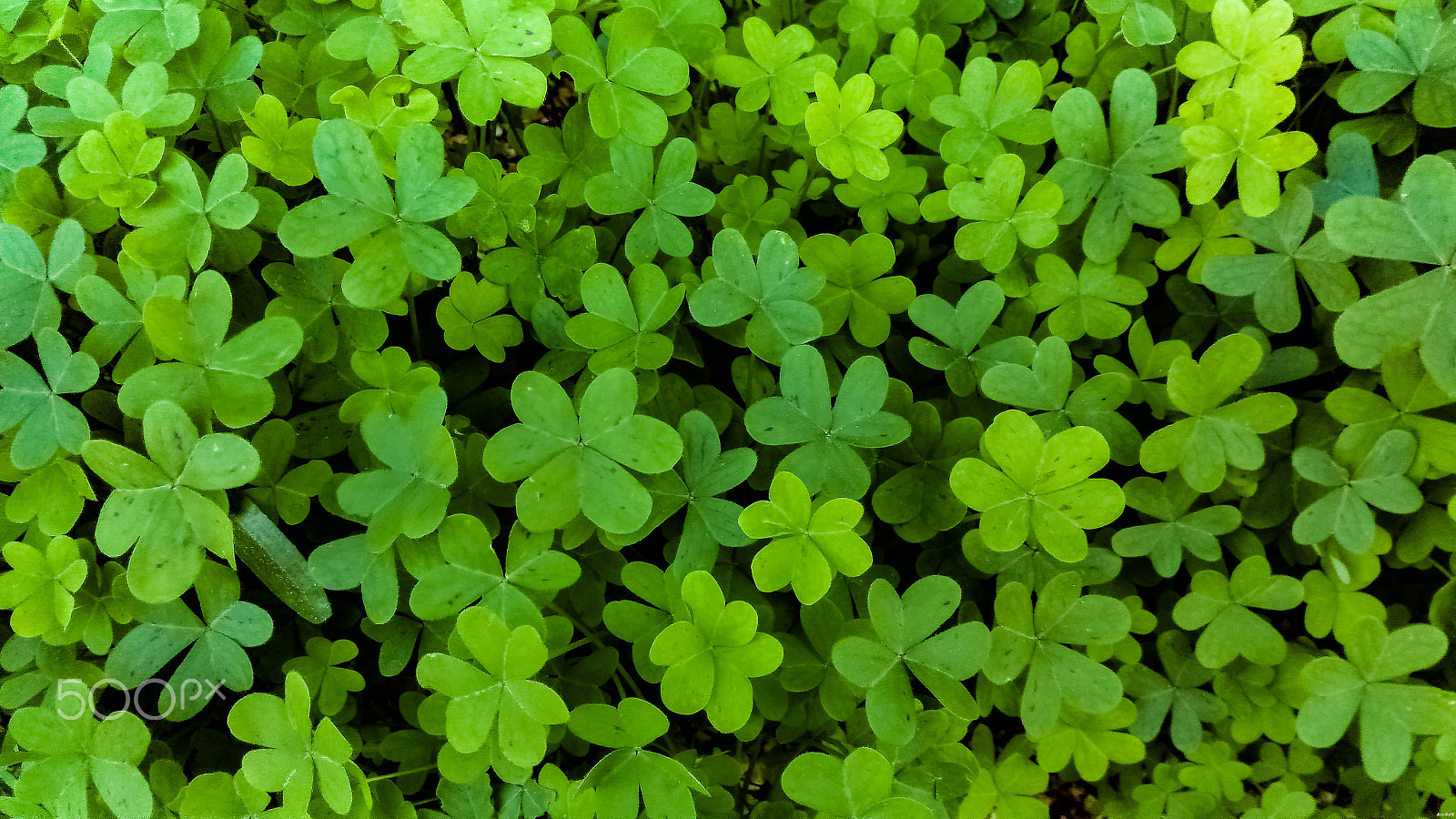 ASUS ZenFone Max (ZC550KL) sample photo. "lost in clovers" [8192 x 4608] photography