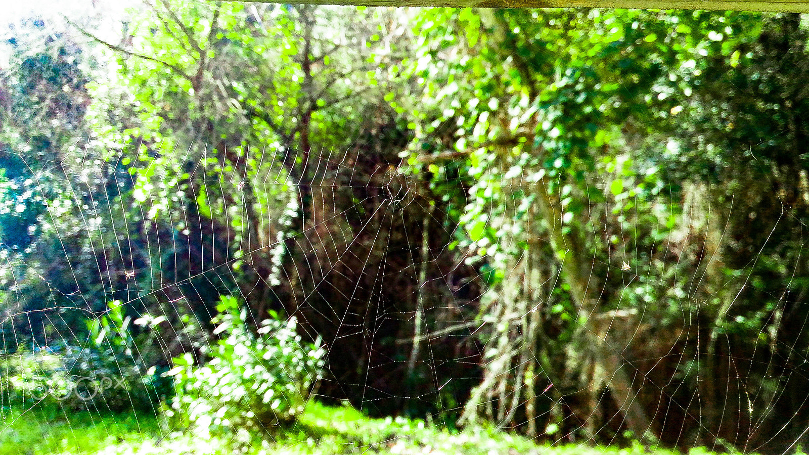 ASUS ZenFone Max (ZC550KL) sample photo. "spider net" [4096 x 2304] photography