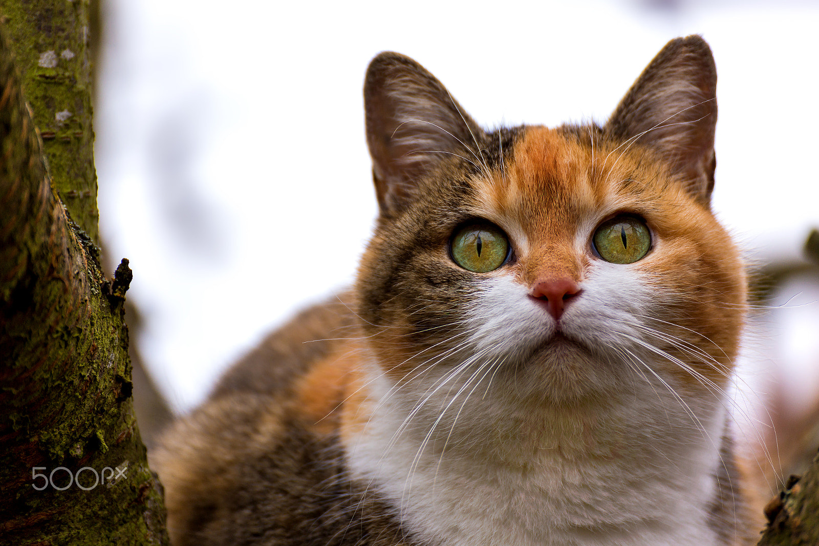 Tamron SP 35mm F1.8 Di VC USD sample photo. Maja photography