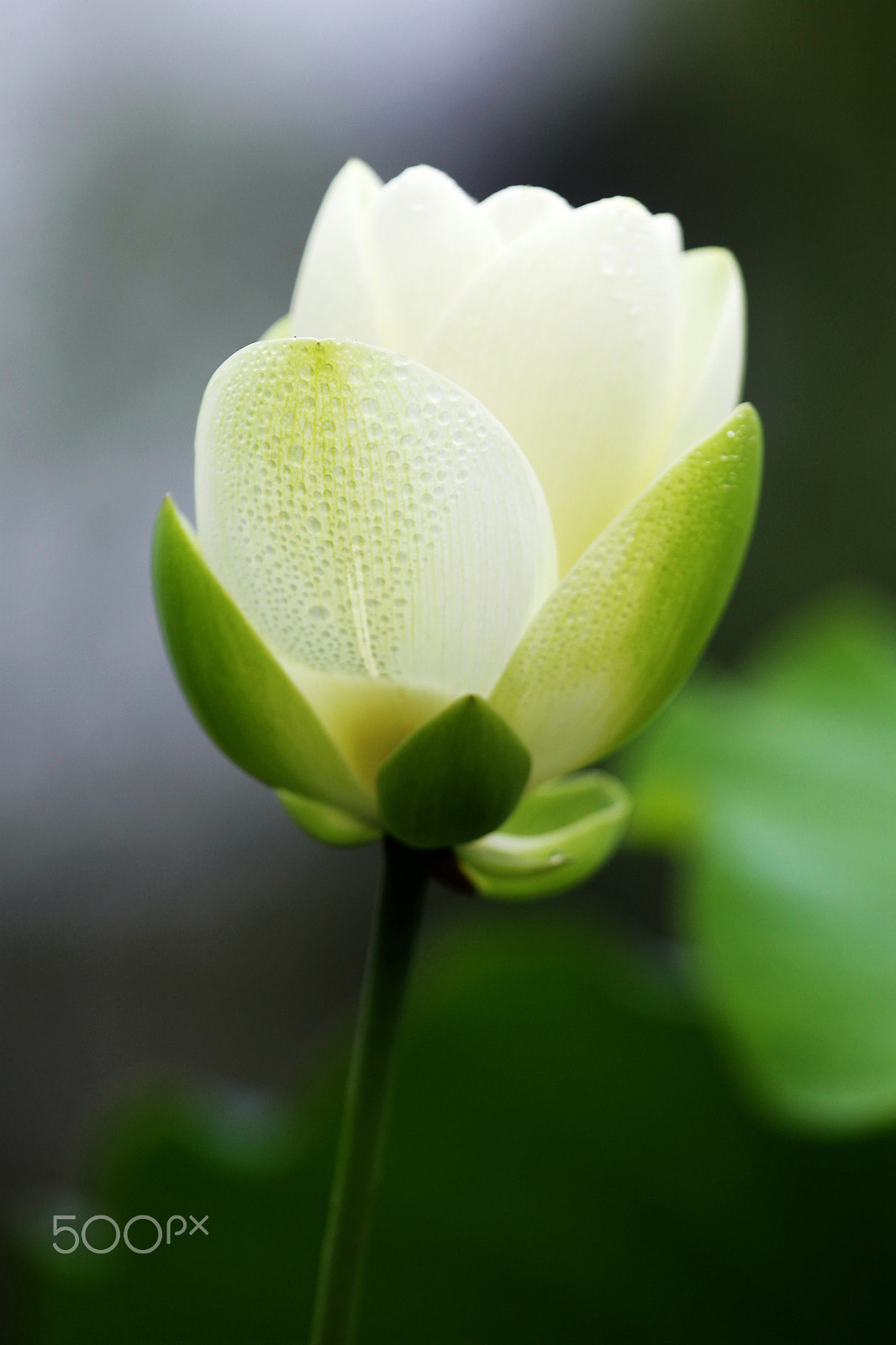 Canon EF 100-400mm F4.5-5.6L IS USM sample photo. Water lily -c photography