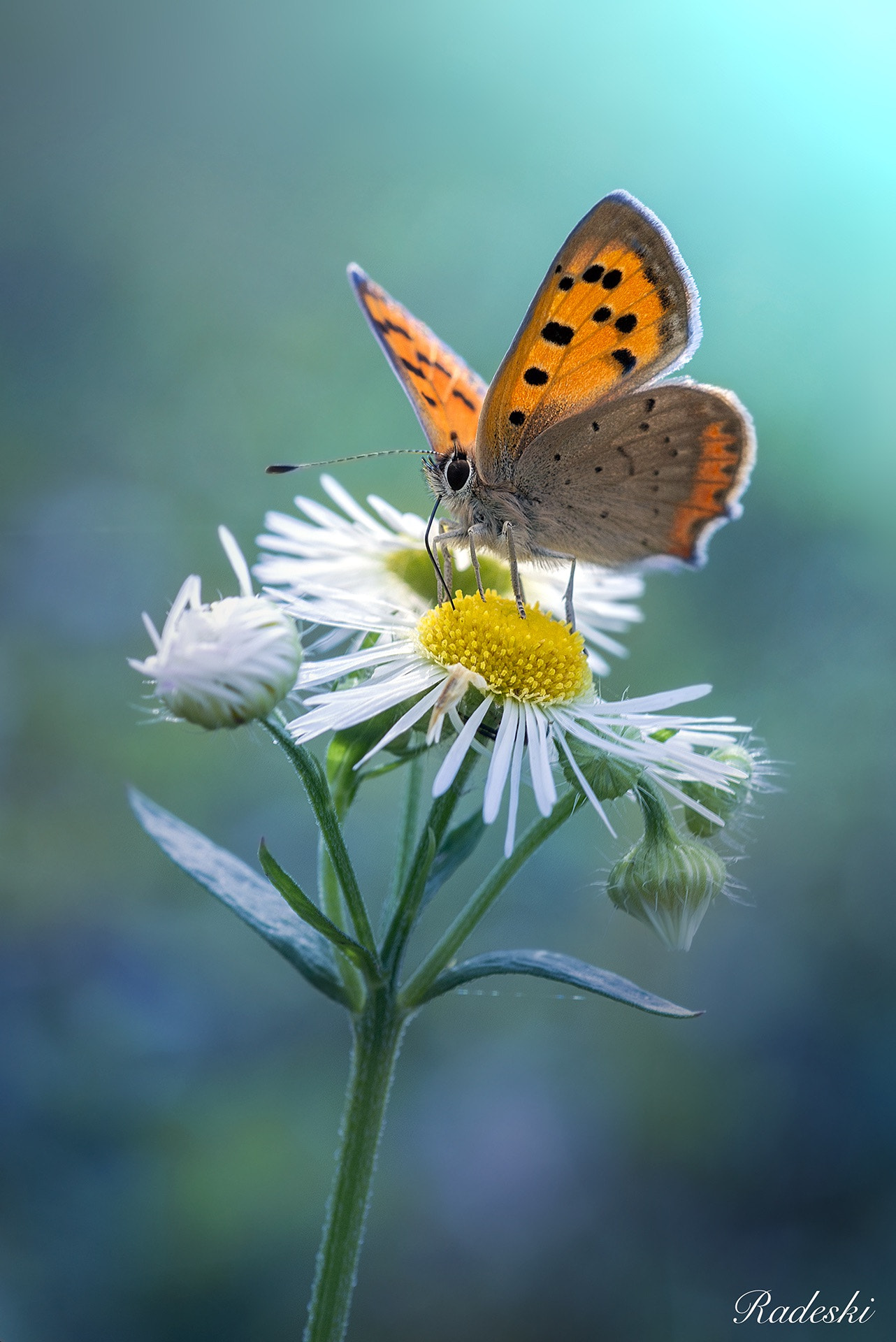 Nikon D800E + Nikon AF Micro-Nikkor 60mm F2.8D sample photo. Beautiful on the flower photography
