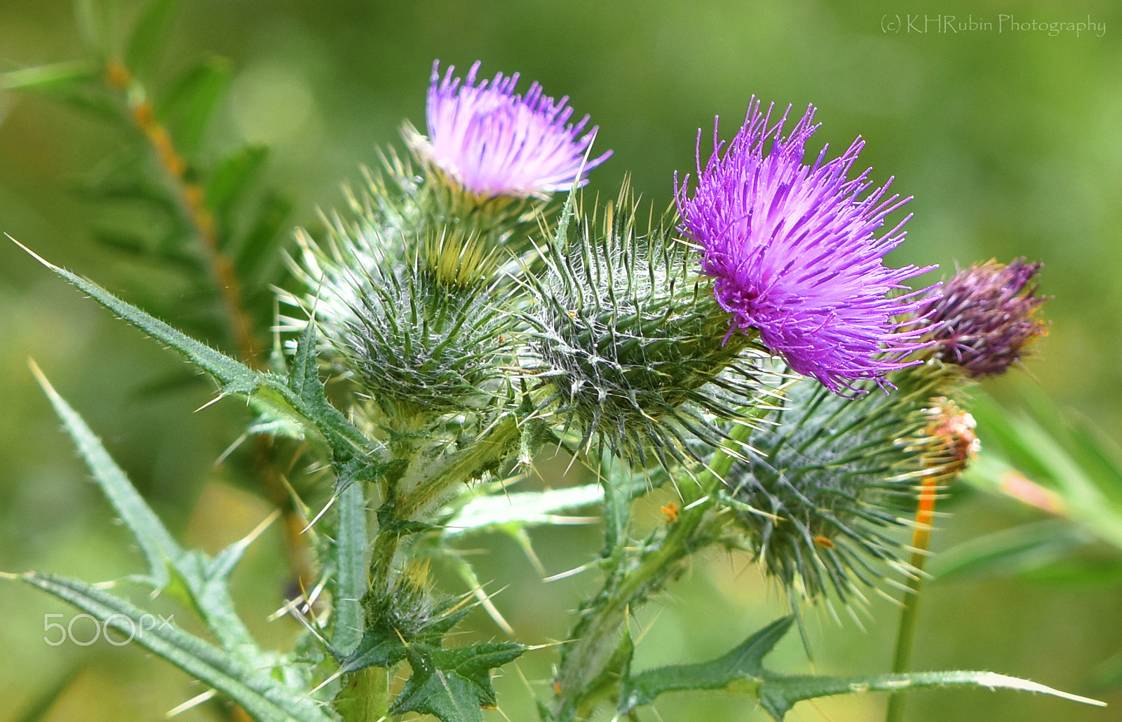 Nikon PC-E Nikkor 24mm F3.5D ED Tilt-Shift sample photo. Prickly photography