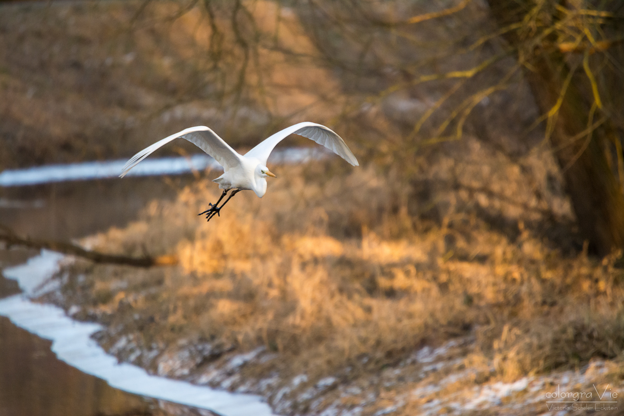 Nikon D5200 + Sigma 70-200mm F2.8 EX DG OS HSM sample photo. Great egret photography