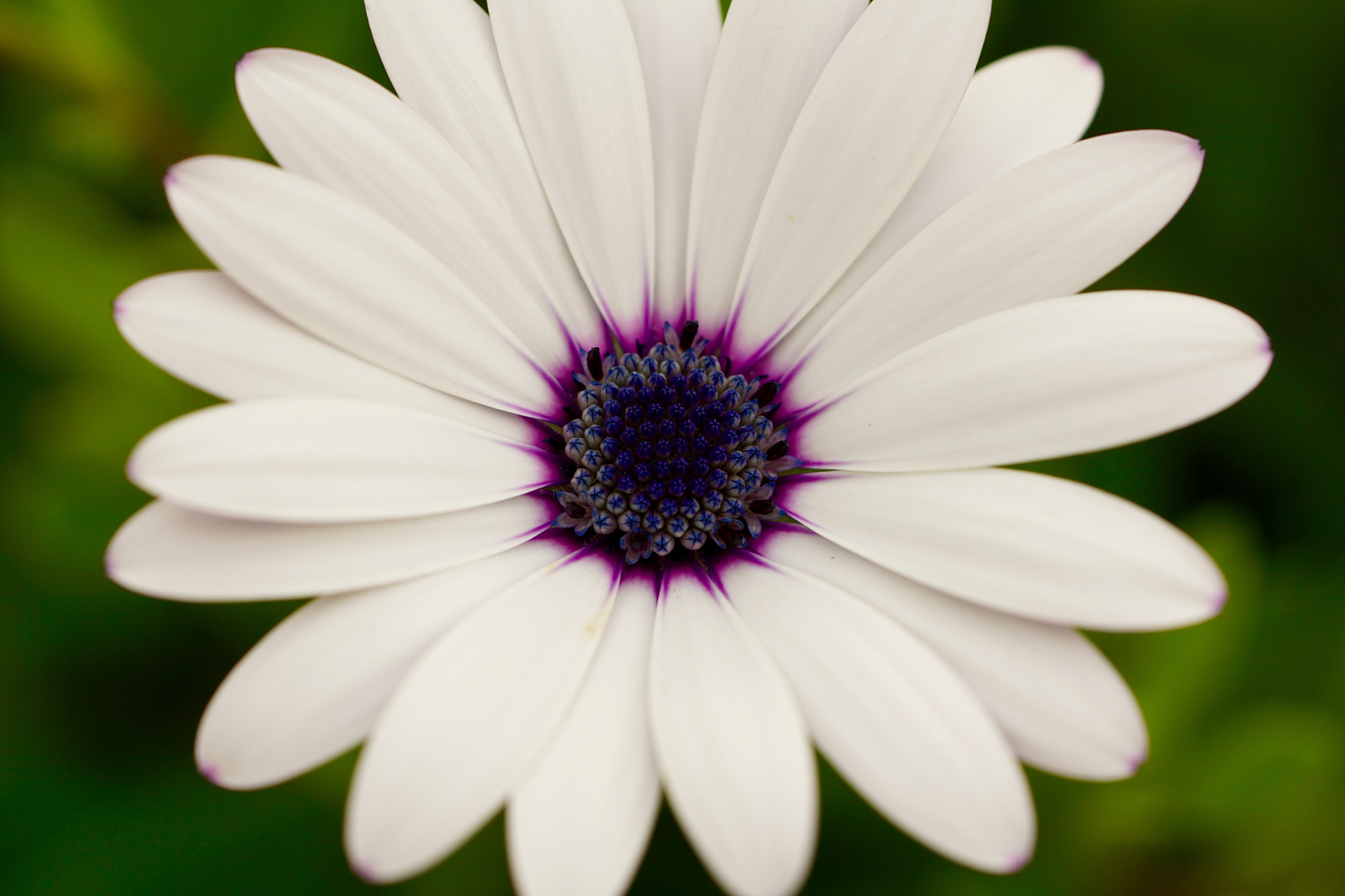 Sony FE 90mm F2.8 Macro G OSS sample photo. Flowers within the flower photography