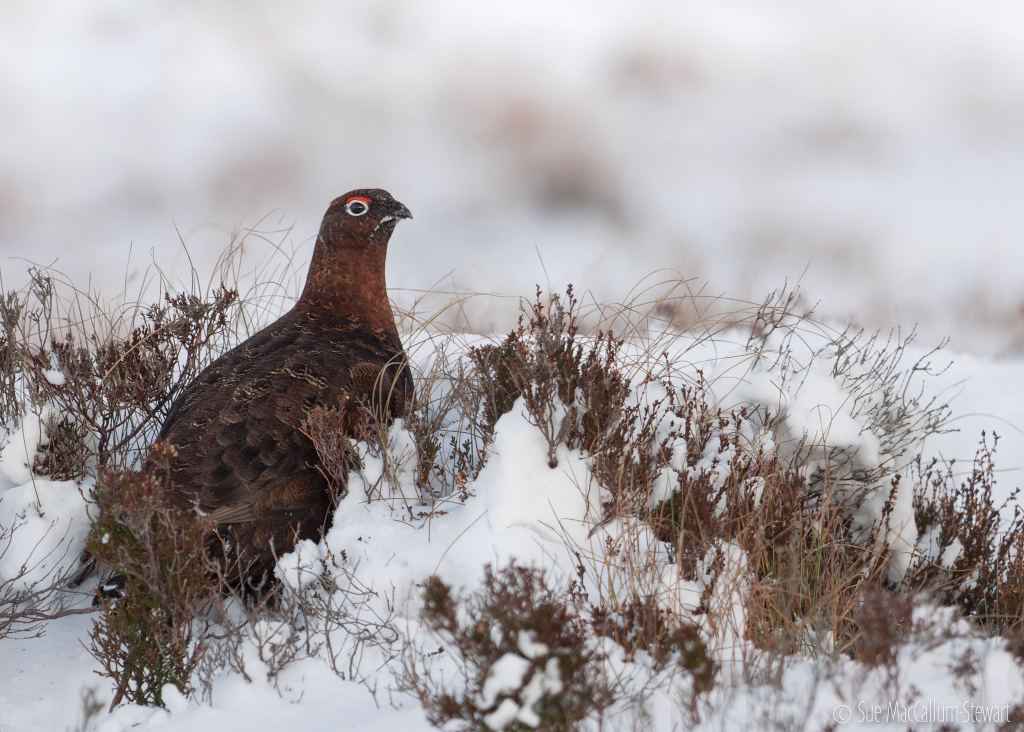 Olympus OM-D E-M1 + OLYMPUS M.300mm F4.0 sample photo. Colour coded photography