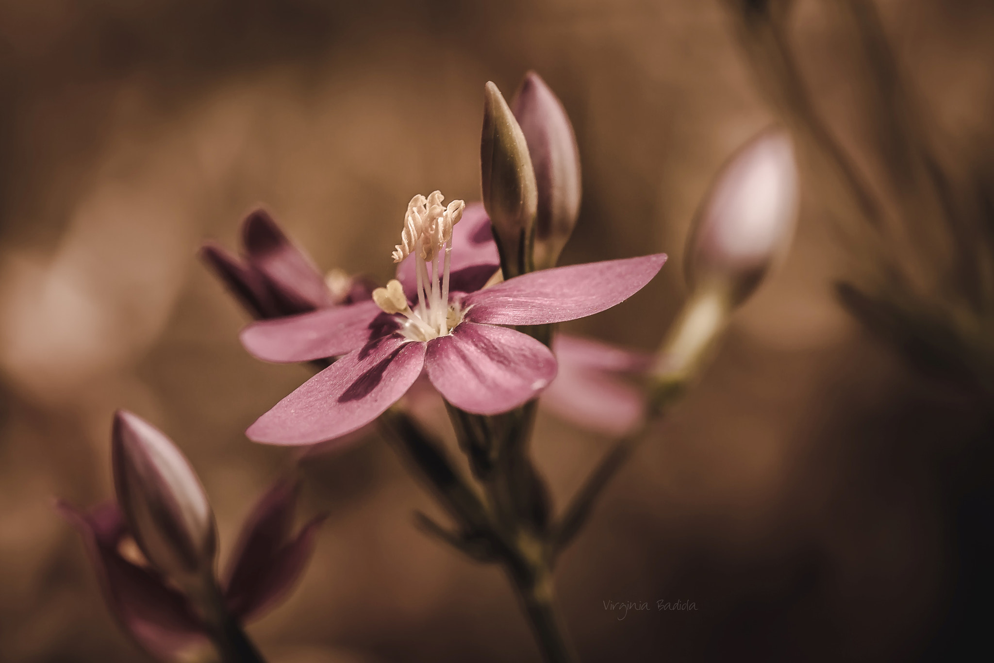 Canon EF-S 60mm F2.8 Macro USM sample photo. *** photography