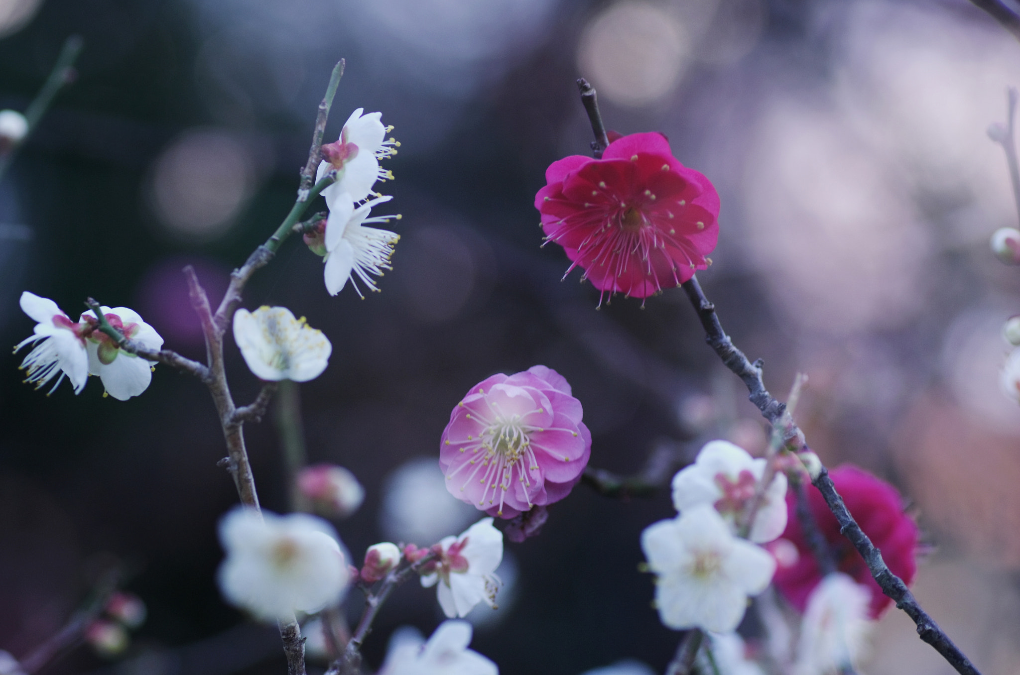 Pentax K-5 + Tamron SP AF 90mm F2.8 Di Macro sample photo. Plum blossom photography