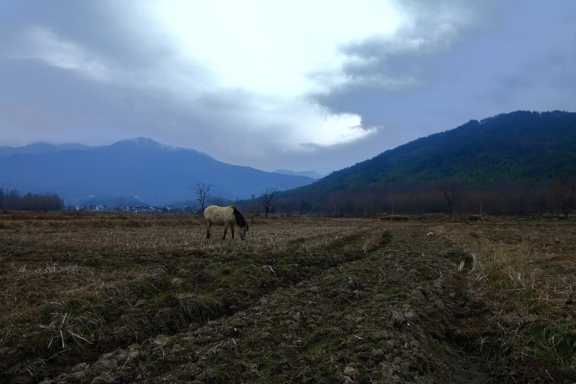 Canon EOS 760D (EOS Rebel T6s / EOS 8000D) sample photo. 宏村外的马 photography