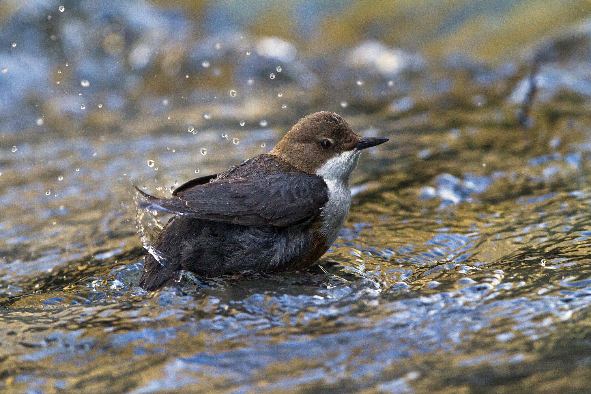 Canon EF 300mm F2.8L IS II USM sample photo. Dipper photography