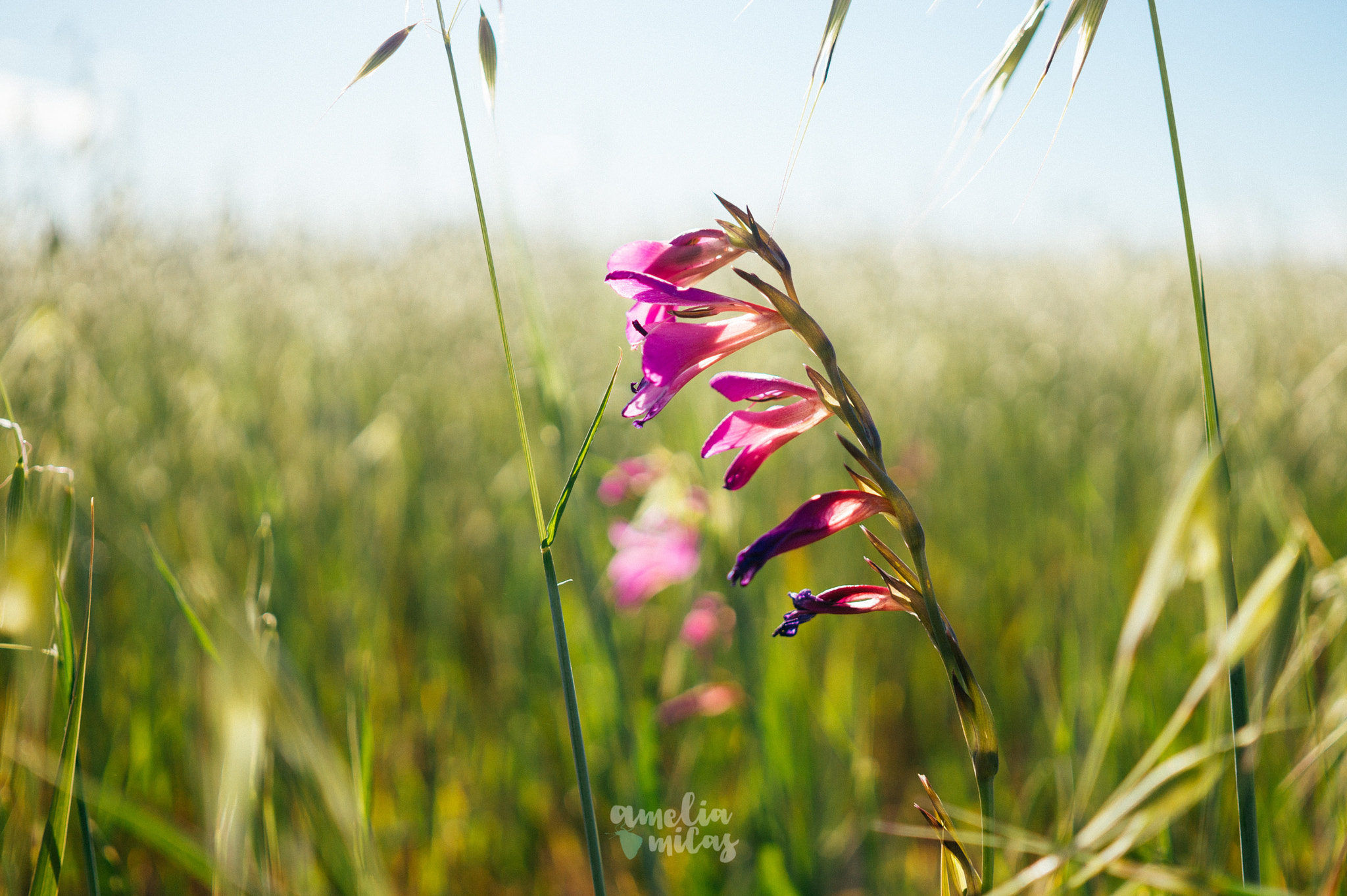 Sony Alpha a5000 (ILCE 5000) + Sigma 30mm F2.8 EX DN sample photo. Smell the atmosphere photography