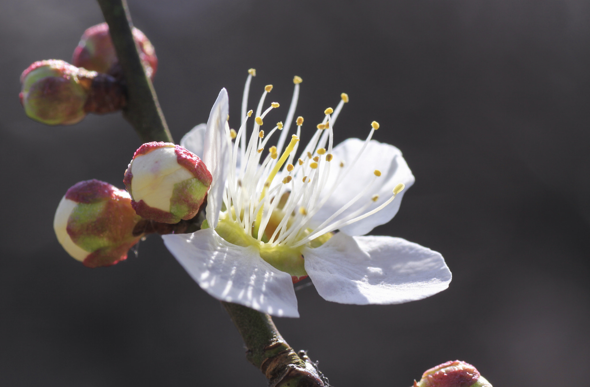Canon EOS 7D Mark II + Tamron SP AF 90mm F2.8 Di Macro sample photo. Ume blossom（japanse plum 梅） part2 photography