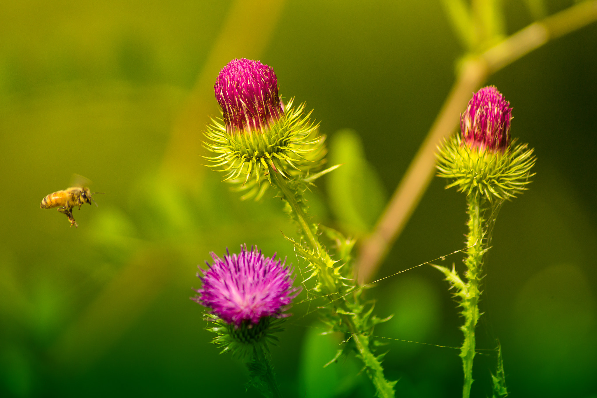 Sony 75-300mm F4.5-5.6 sample photo. Cirsium japonicum var. eonggeongkwi nakai photography