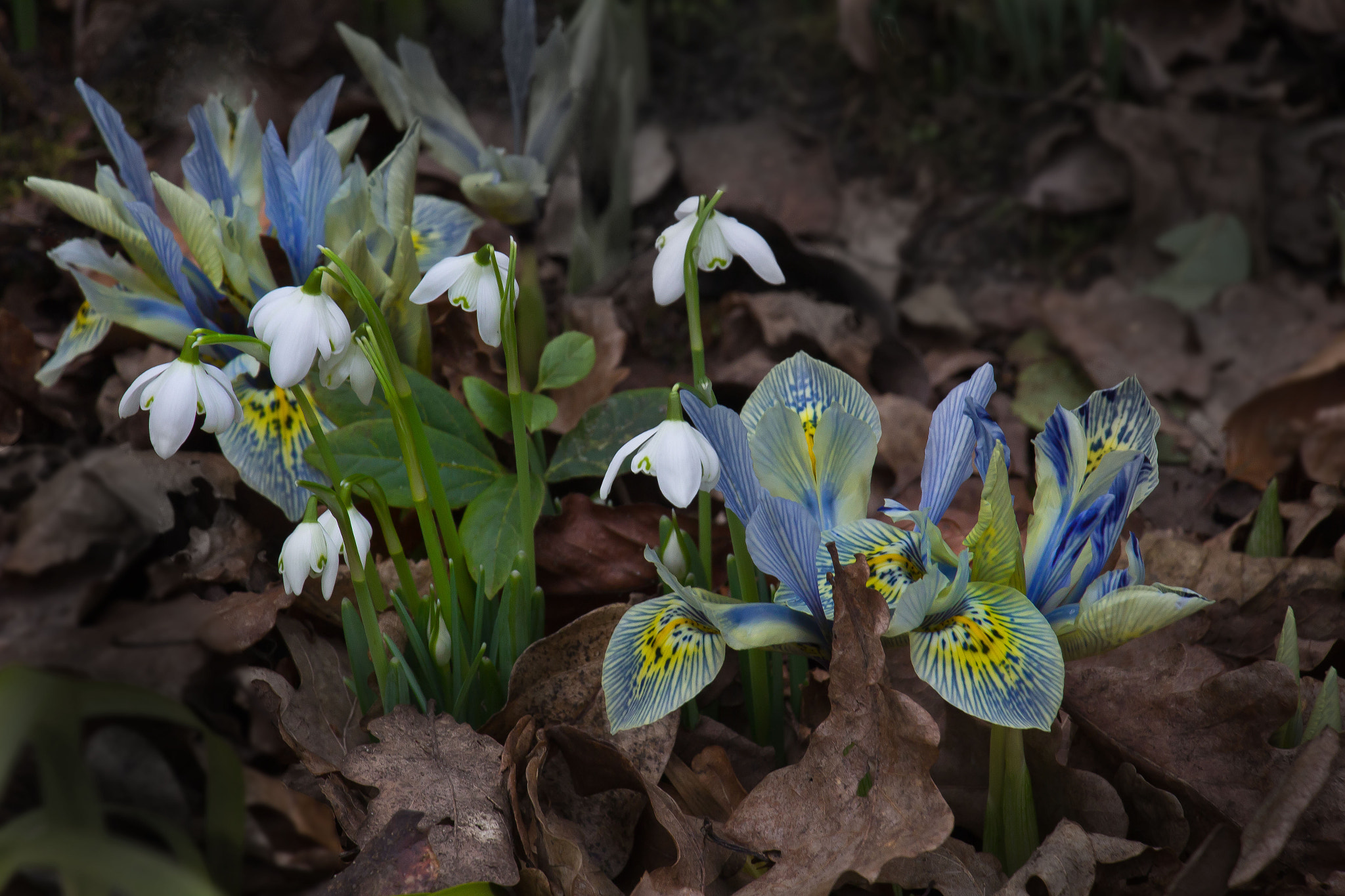 Canon EOS 60D sample photo