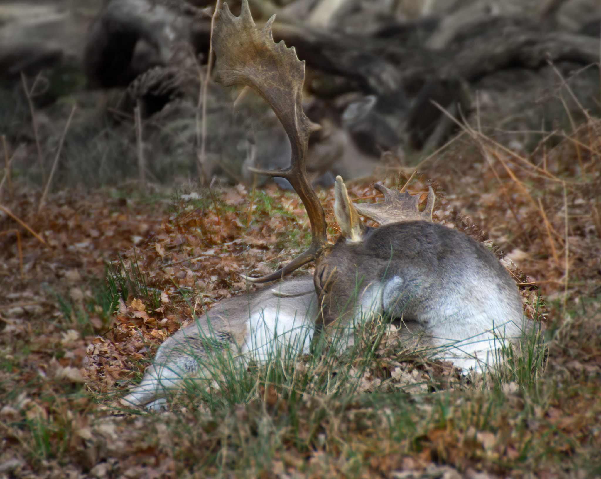 Canon EOS 60D sample photo. Snoozing photography