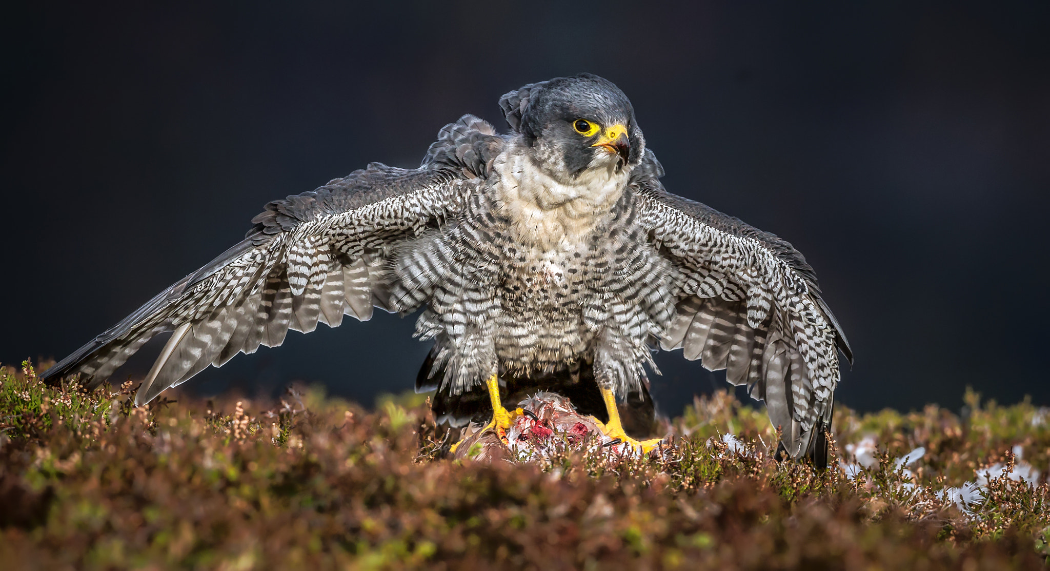 Canon EOS-1D X + Canon EF 500mm F4L IS USM sample photo. Breakfast.... photography