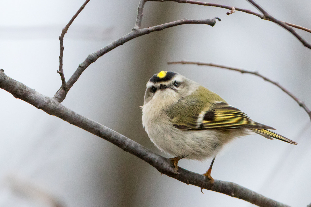 Canon EF 200-400mm F4L IS USM Extender 1.4x sample photo. Golden-crowned kinglet photography