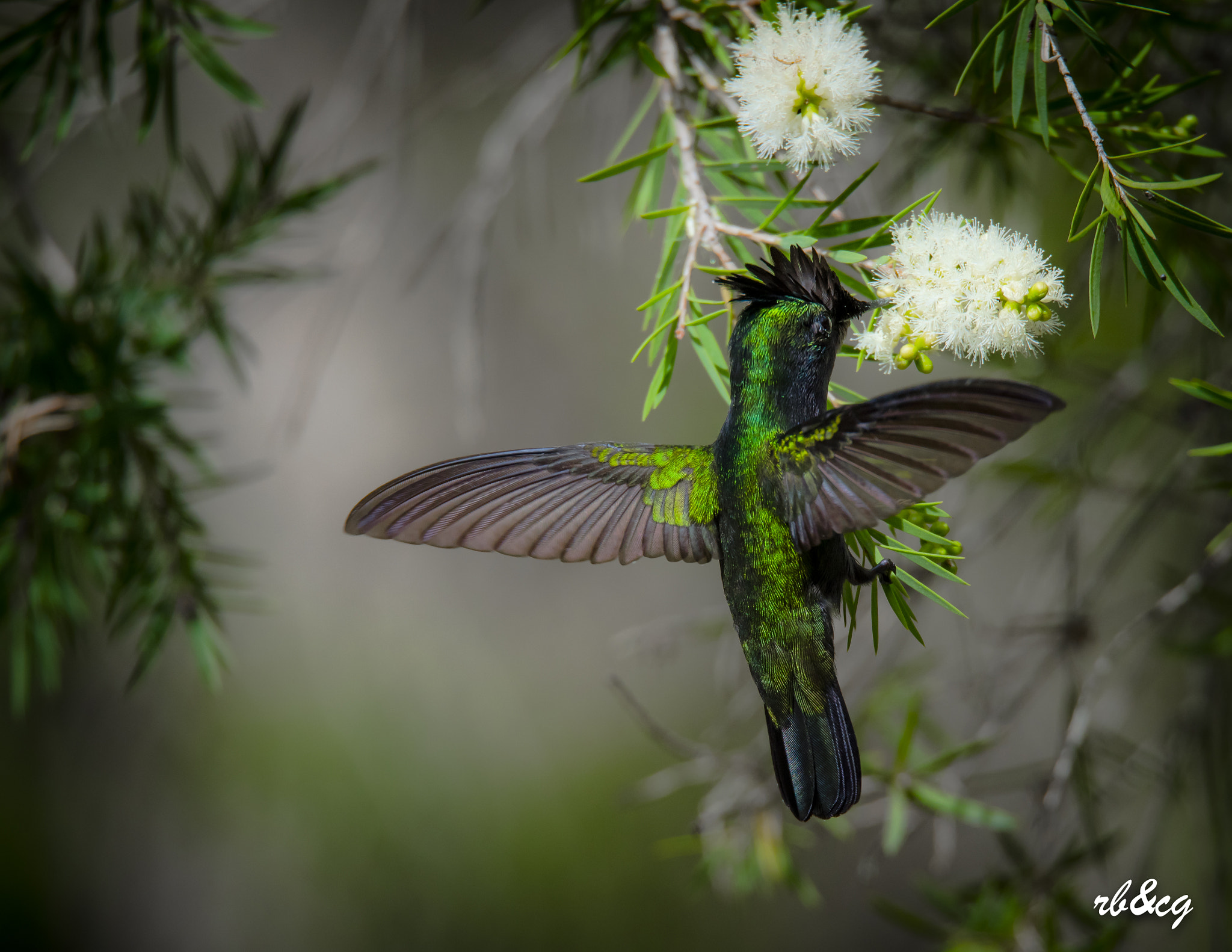 Sigma 150-600mm F5-6.3 DG OS HSM | S sample photo. Dominica photography