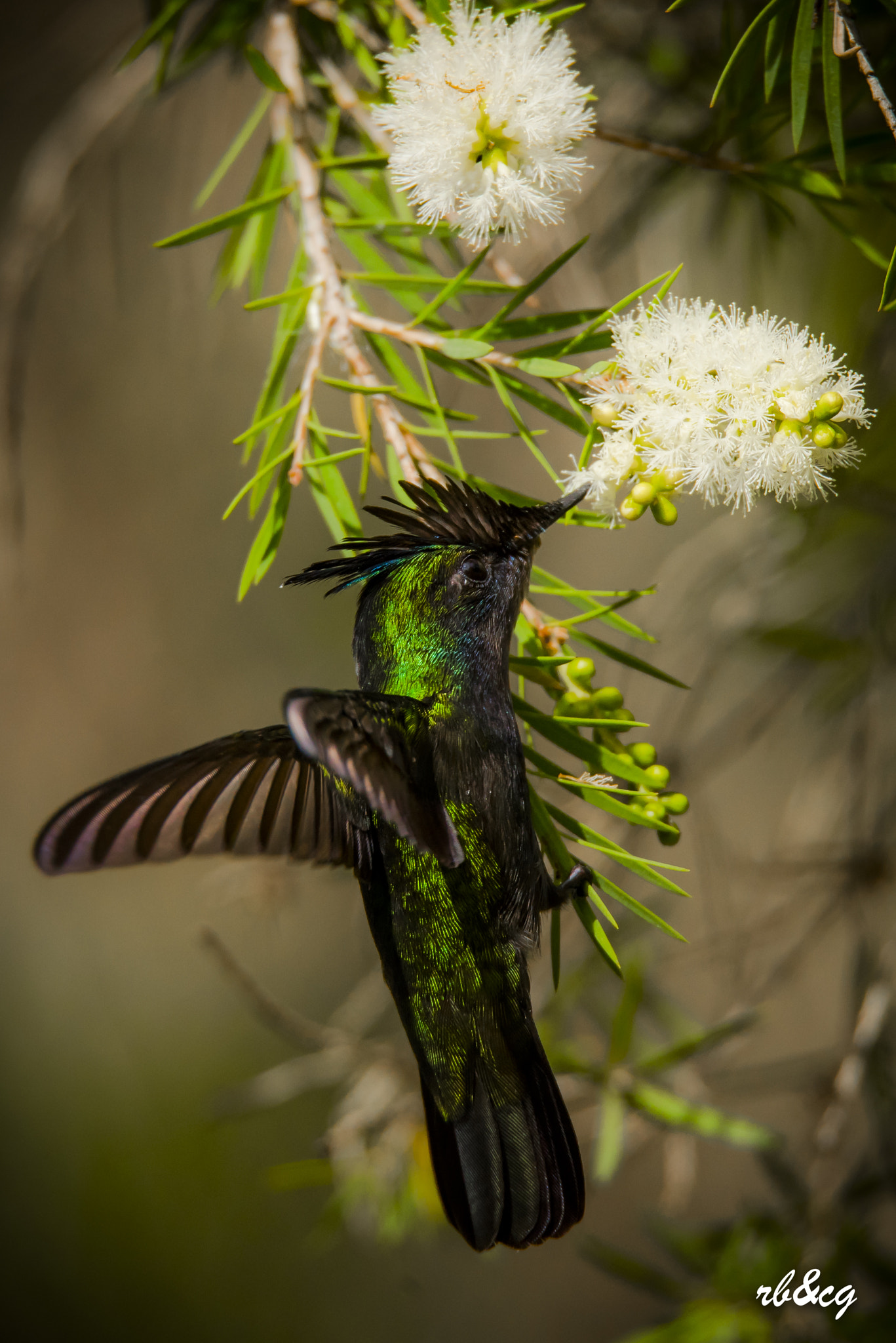 Sigma 150-600mm F5-6.3 DG OS HSM | S sample photo. Dominica photography