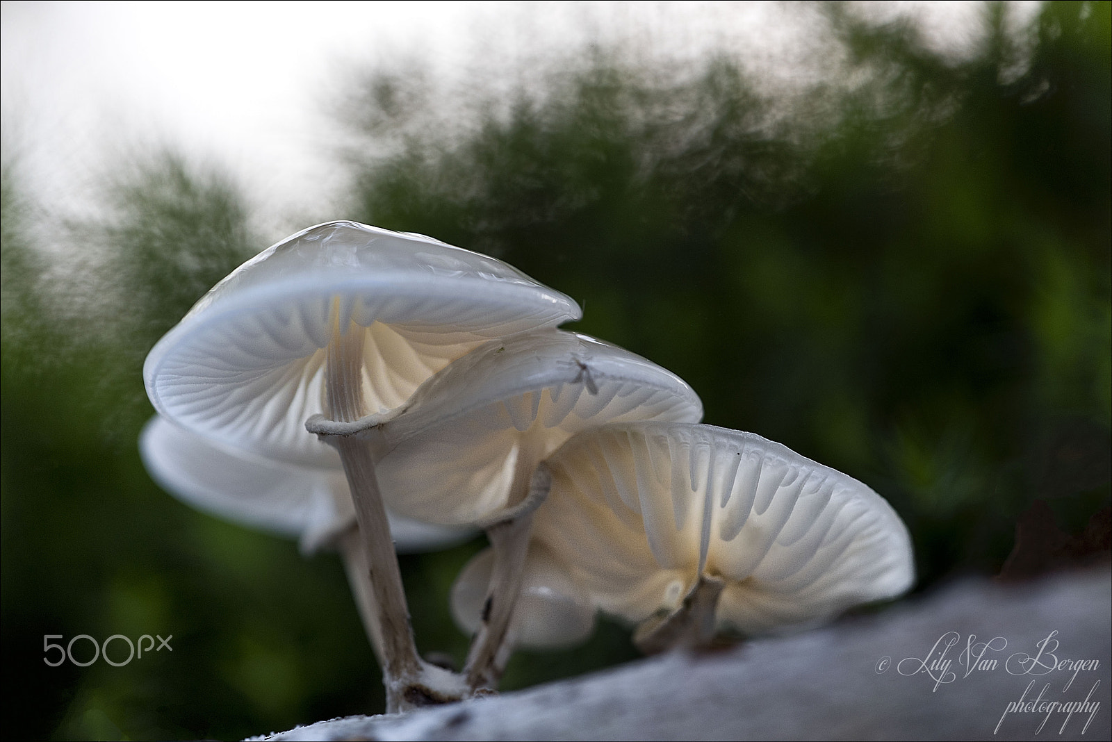 Nikon D810 sample photo. Mushrooms photography