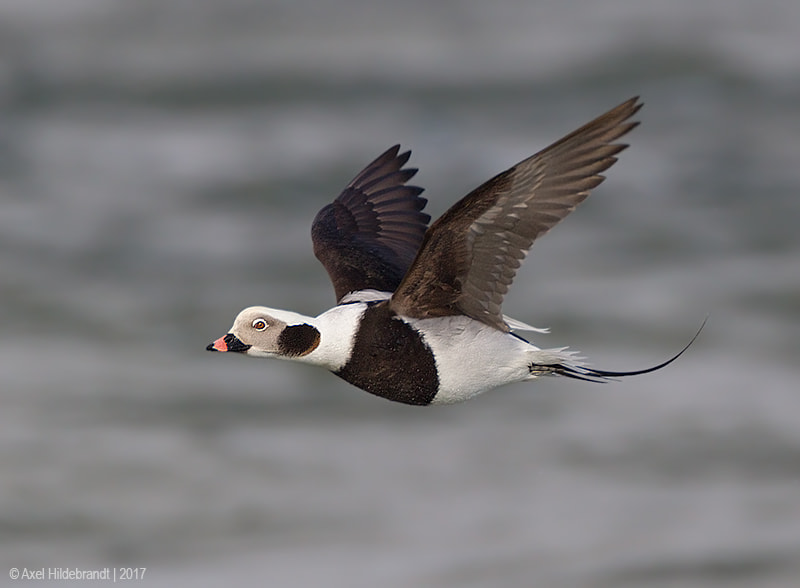 Canon EF 500mm F4L IS USM sample photo. Long-tailed duck photography