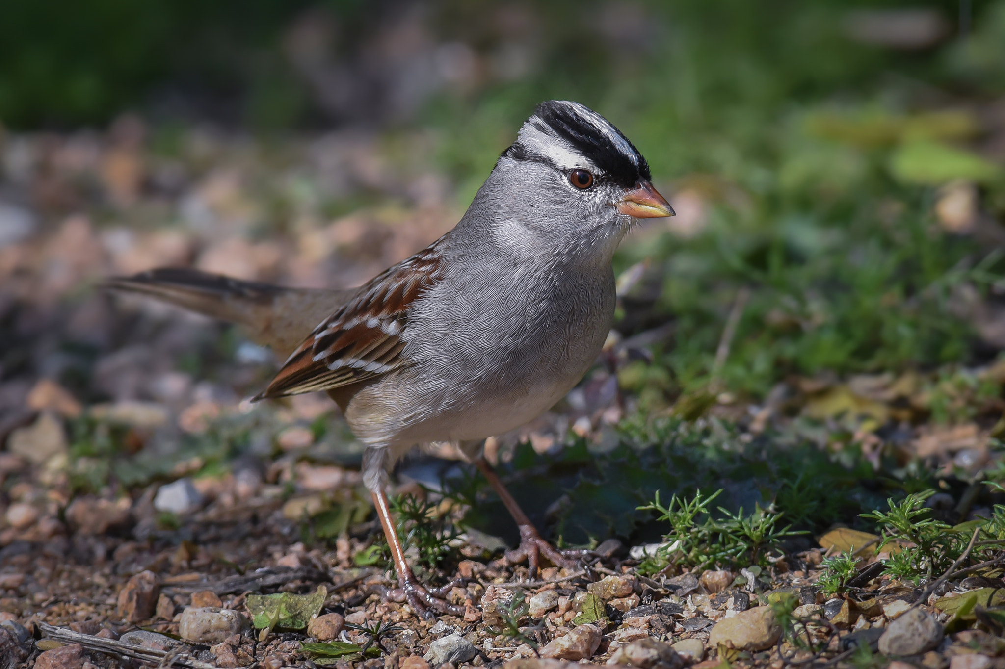 Nikon D750 + Nikon AF-S Nikkor 300mm F2.8G ED-IF VR sample photo. White-crowned sparrow photography