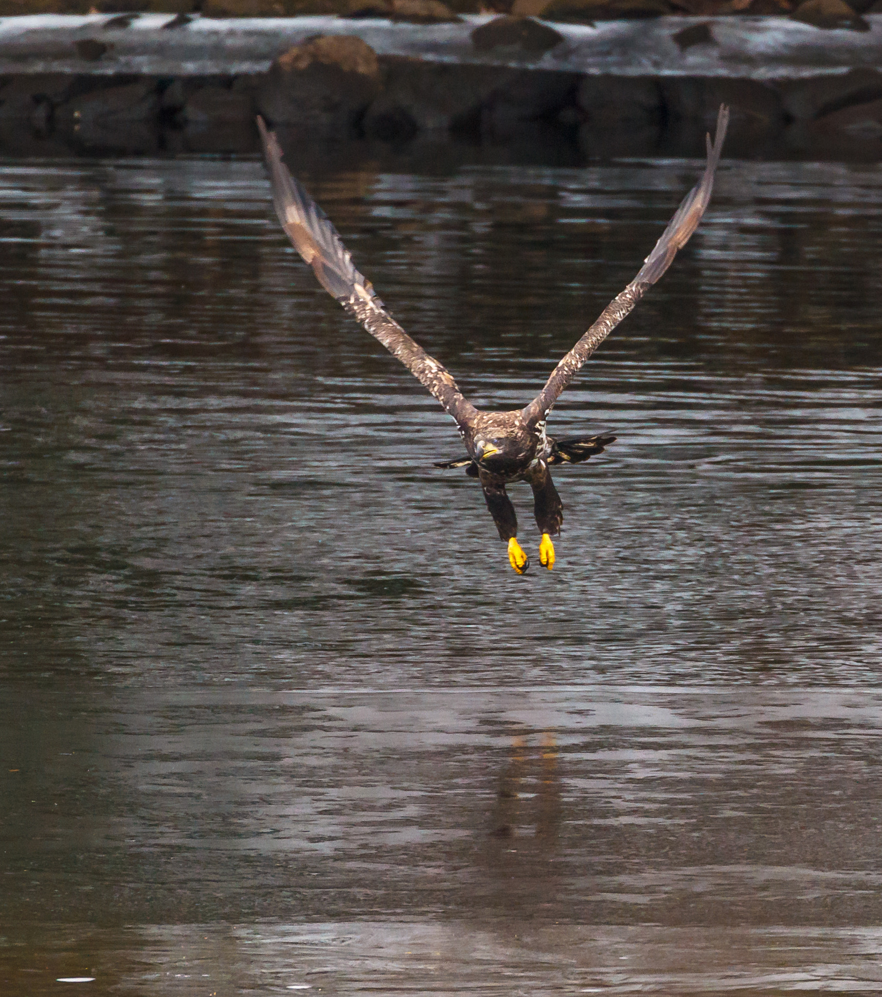 Canon EF 70-300mm F4-5.6L IS USM sample photo. Flying and fishing photography