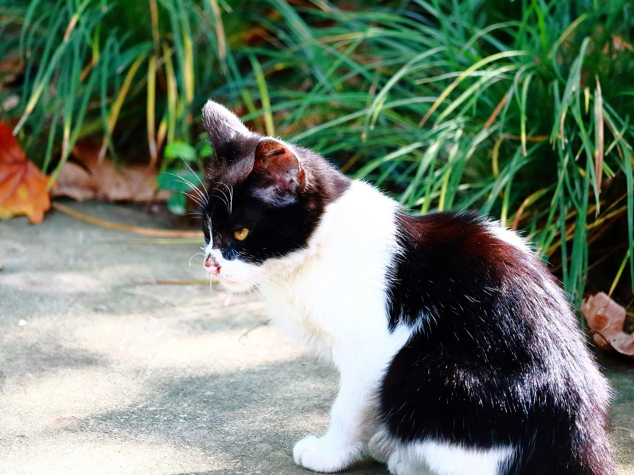 Canon EF-S 55-250mm F4-5.6 IS STM sample photo. 眼神 photography