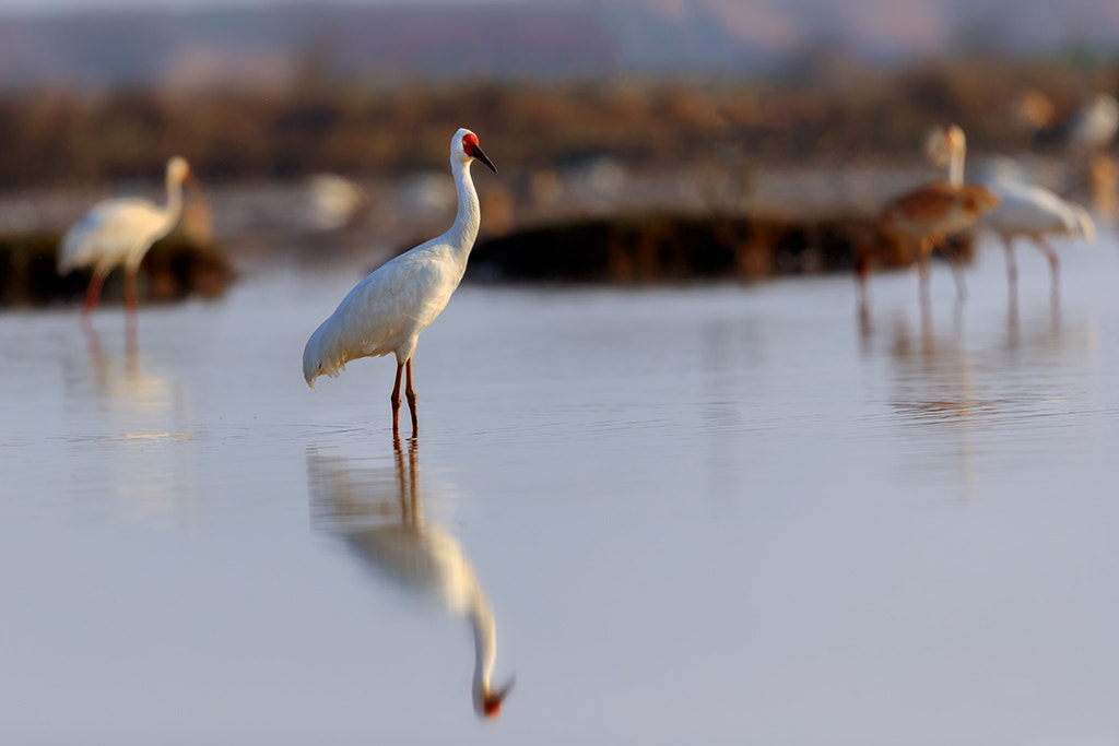 Canon EF 600mm F4L IS II USM sample photo