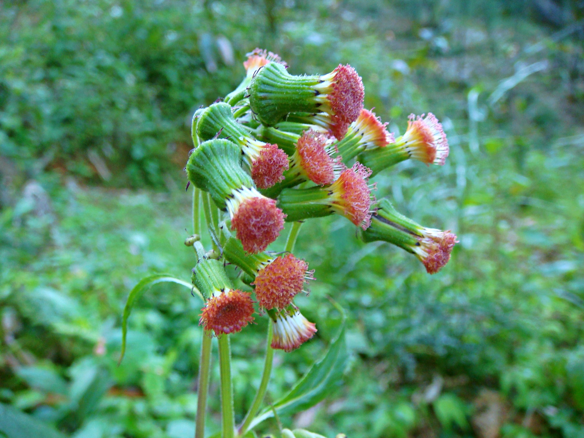 Sony DSC-T100 sample photo. Nodding burnweed photography