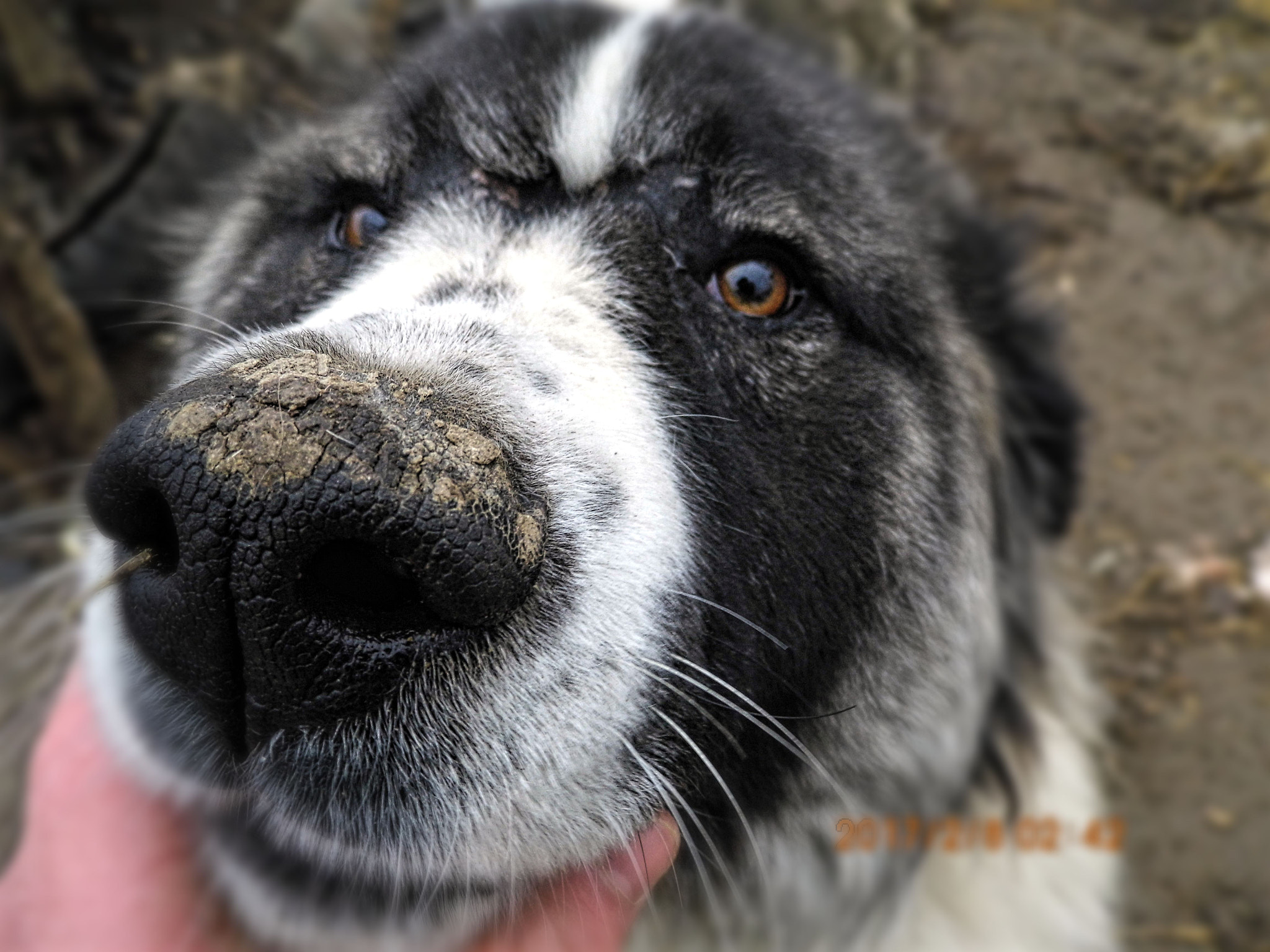 Benq GH600 sample photo. Dog haiduc photography