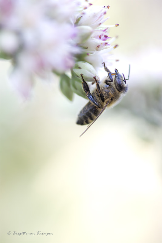 Canon EF 100mm F2.8 Macro USM sample photo. Hang on to a dream photography