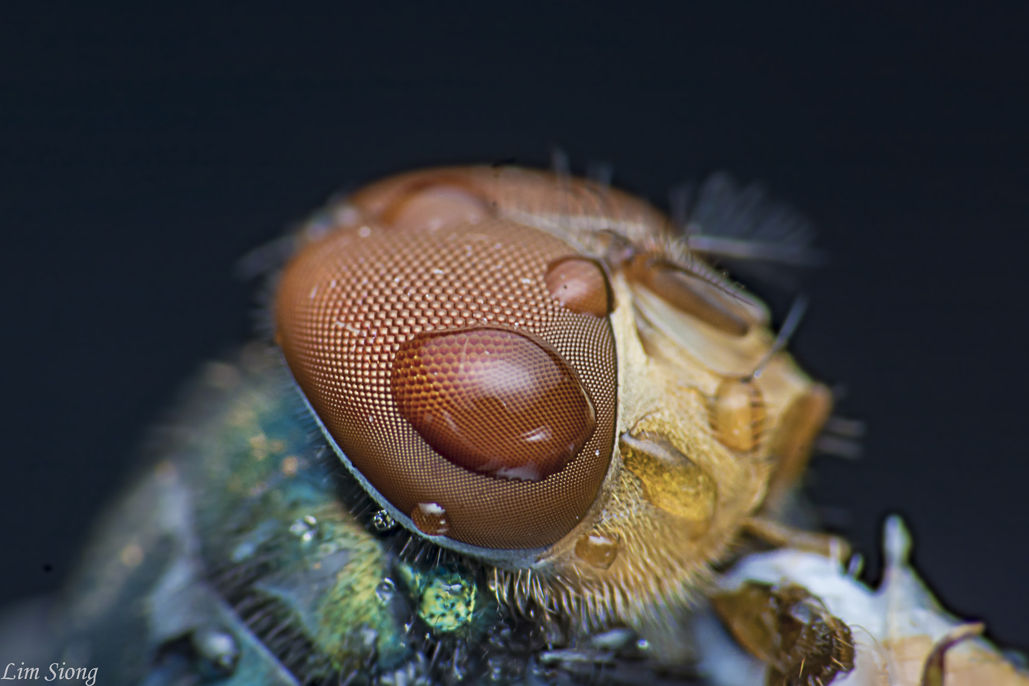 Sigma 70-300mm F4-5.6 APO DG Macro sample photo. The eye photography