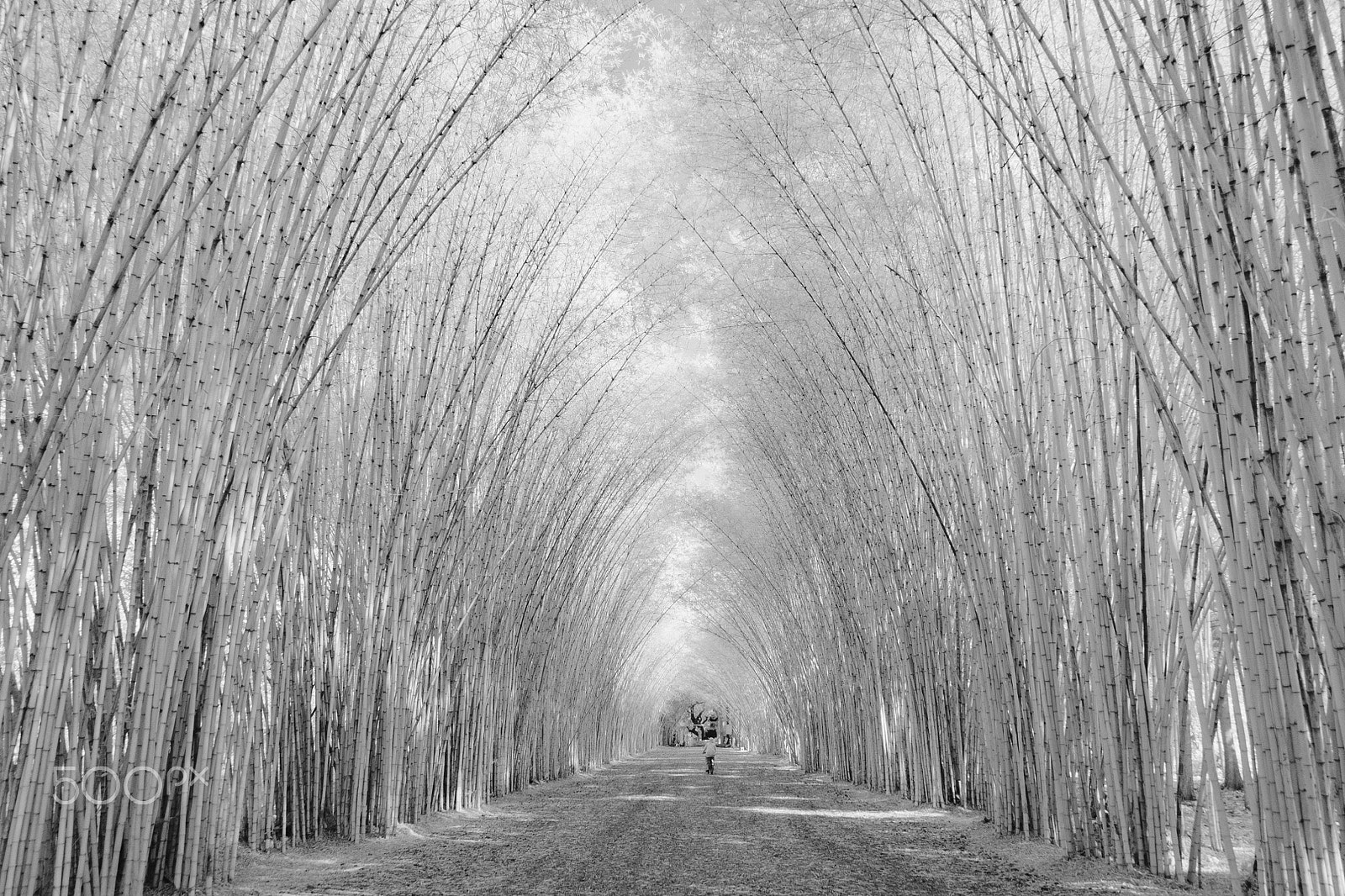 Panasonic Lumix DMC-GH1 sample photo. Bamboo tunnel photography