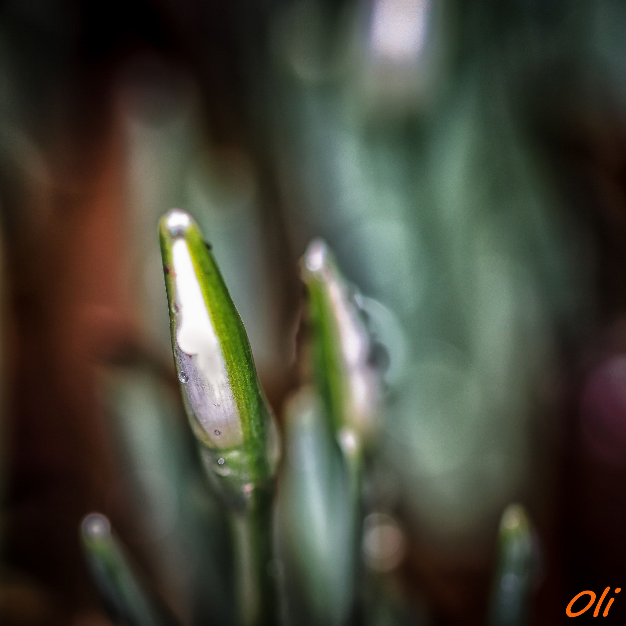 Sigma 105mm F2.8 EX DG OS HSM sample photo. Perce neige photography